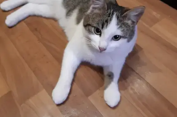 Найдена кошка на ул. Вишневского, 13, Калуга
