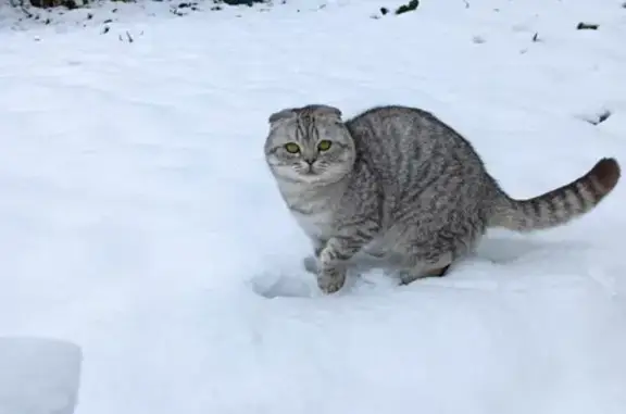 Пропала кошка, Шелеби, 6, Чебоксары.