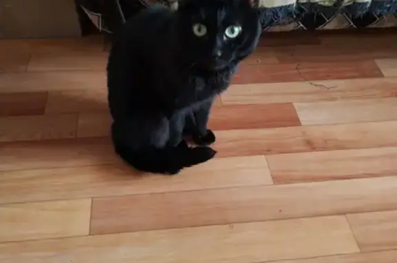 Кошки потеряшки, Набережные Челны, фото: Потеряшка черная кошка в Набережных Челнах 17АIII/3