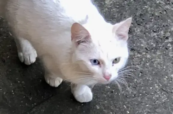 Найдена белая кошка с разными глазами на ул. Минина и Пожарского, 9
