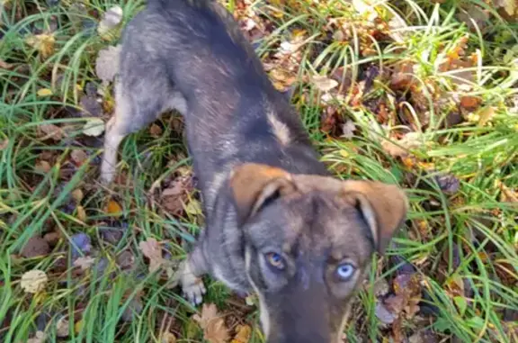 Пропала собака с разными глазами в Керженце, Нижегородская область