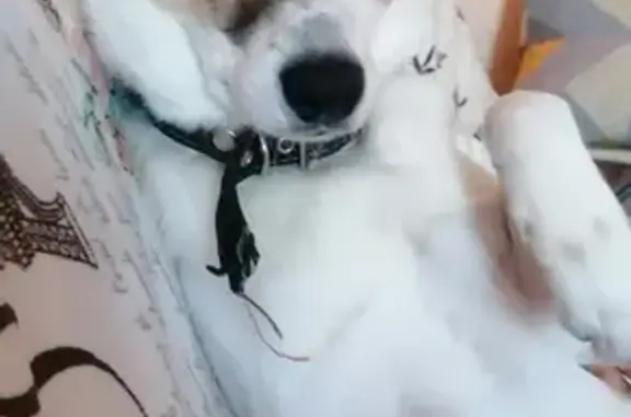 Собаки потеряшки, Красноярск, фото: Потеряшка пёс на Ульяновском проспекте, микрорайон Зелёная роща