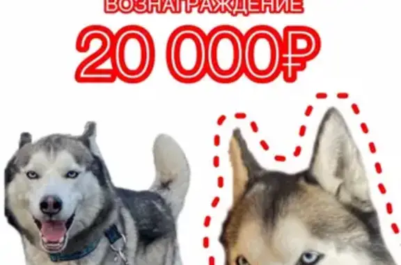 Пропала собака Норд в Барышево, Новосибирская область