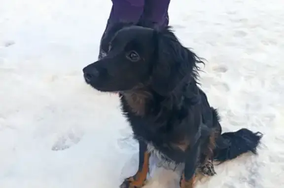 Найдена собака на улице Ленина, 126, Северск