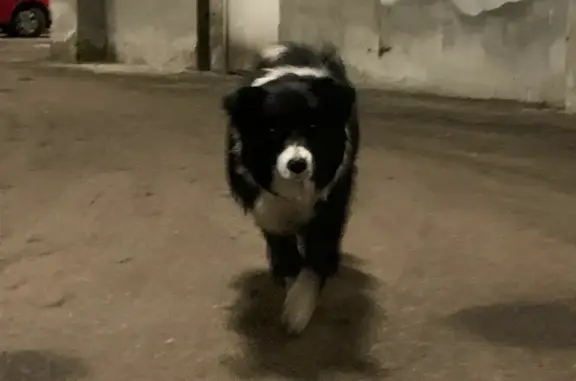 Найдена черно-белая собака на ул. Старонагорна