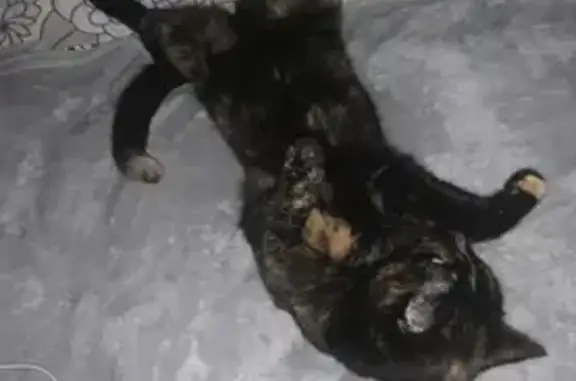 Пропала кошка в Тобольске, 15 микрорайон, 23 дом