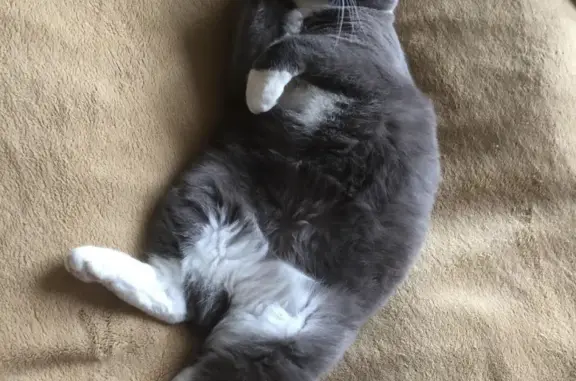 Объявления о пропавших и найденных животных, , фото: Пропала кошка Пуся на Генерала Острякова, 1