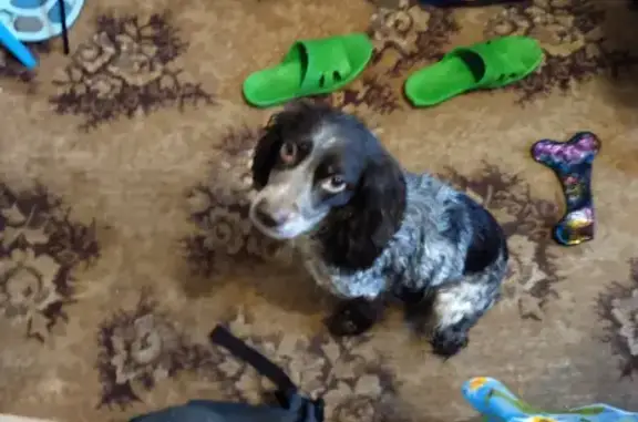 Найденные животные Великий Новгород, фото: Собака найдена на Б. С-Петербургской, 138, В. Новгород