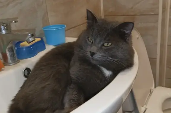 Кошки потеряшки, Югорск, фото: Потеряшка кошка Сеня на ул. Загородная, 3 в Югорске