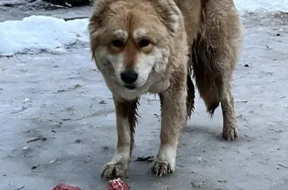 Найдена собака в парке Жуковского, ищем хозяина