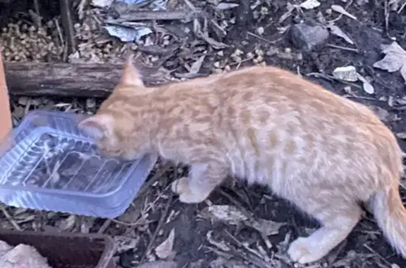 Найдена рыжая кошка на ул. С. Лазо, 36 в Тамбове