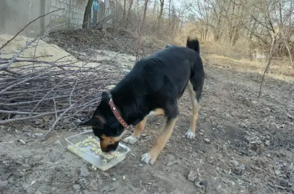 Собака на пр. Маршала Жукова, 66, Волгоград