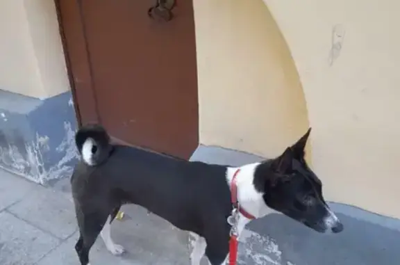 Пропала собака Бассенджи на трассе Шебекино-Белгород, вознаграждение гарантировано