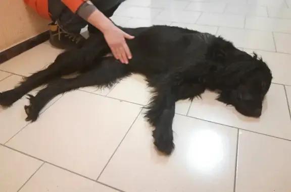 Собака-сеттер найдена на улице Шишкова, 72 (Воронеж)