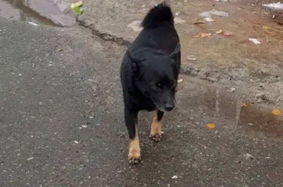Пропала собака Витюша в Нижневартовском районе