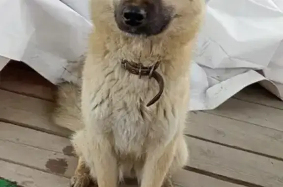 Найдена собака на Полярной ул. 2А, Хабаровск
