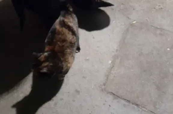 Пропала кошка на улице Горького, 36 (Челябинск)