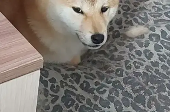 Собаки потеряшки, Новороссийск, фото: Потеряшка собака 