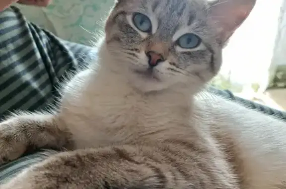 Кошки потеряшки, Ижевск, фото: Потеряшка персидская кошка на ул. Ворошилова, 61 в Ижевске