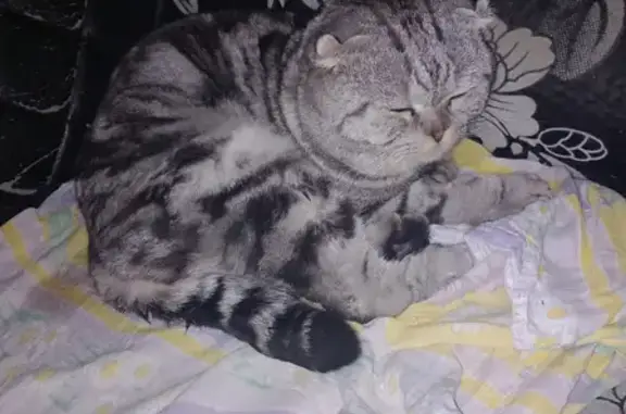 Найдена кошка на ул. Крылова, Анжеро-Судженск
