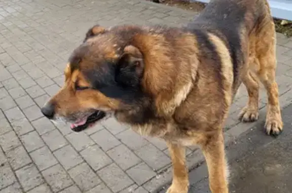 Собака без половины хвоста найдена на ул. Зелёная, Одинцово