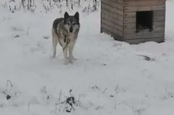 Пропала собака Хантер в Вологодской области