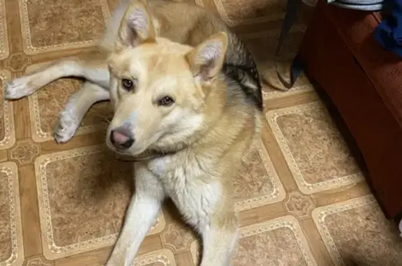 Пропала собака-Амур на Заречной улице в Казани