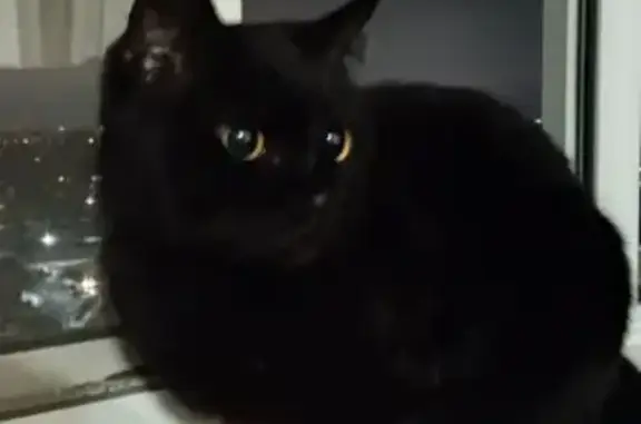 Найден черный кот в Ярославле, Архангельский пр-д 1-3