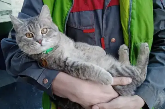 Пропал кот Барсик на Артиллерийской улице, Челябинск