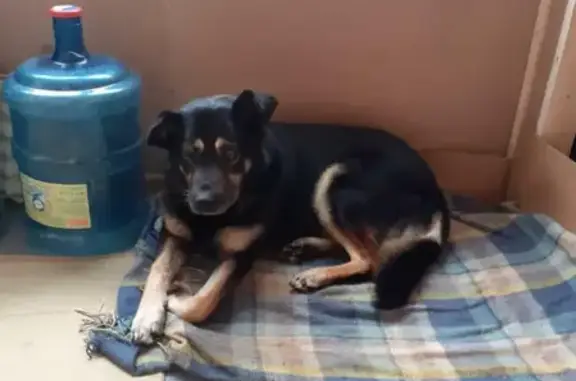 Собака найдена в Усть-Лужском поселении