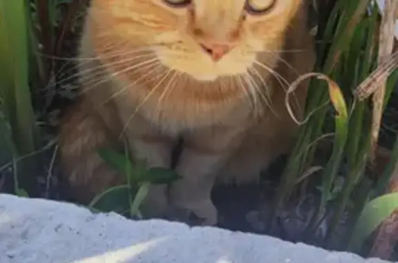 Пропала кошка Лексус на Волгоградской, Туапсе