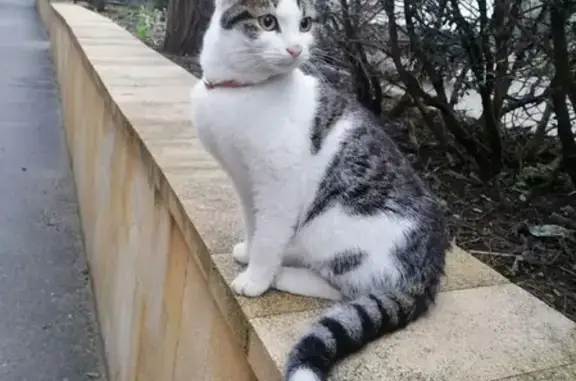 Найдена кошка на улице Коста Хетагурова, 9 в Ставрополе