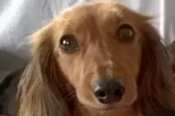 Пропала собака Барни в поселении Десёновское, Москва.