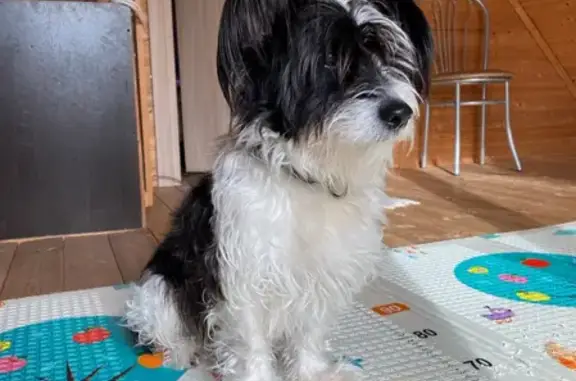 Собаки потеряшки, Санкт-Петербург, фото: Потеряшка китайская хохлатая Фил на 22й западной