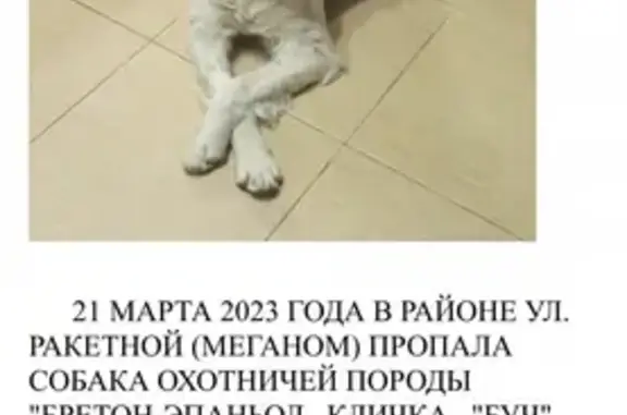 Пропала собака «Буч» на Евпаторийском шоссе, Крым