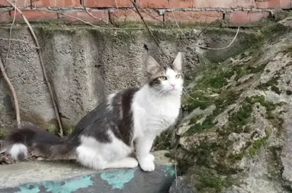 Найдены кошка и кот на ул. Гагарина