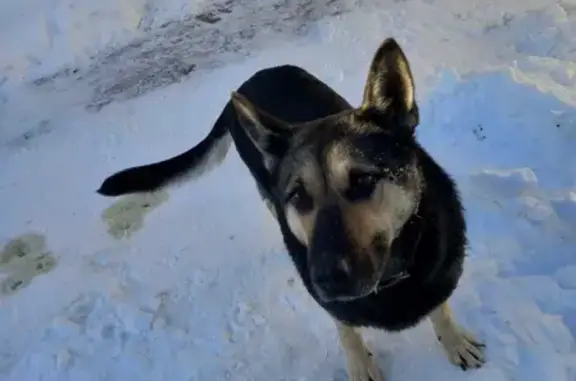 Найдена собака без одной лапы в районе п. Колослейка, Миньярское городское поселение