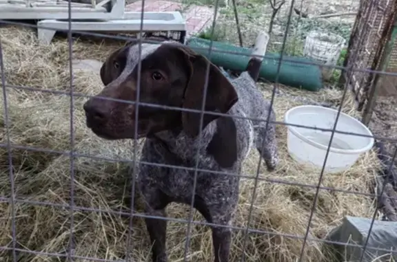 Найдена собака Курцхар в Анапе