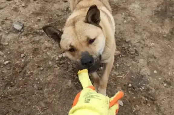 Пропала собака в Подлесном поселении, Вологодская область