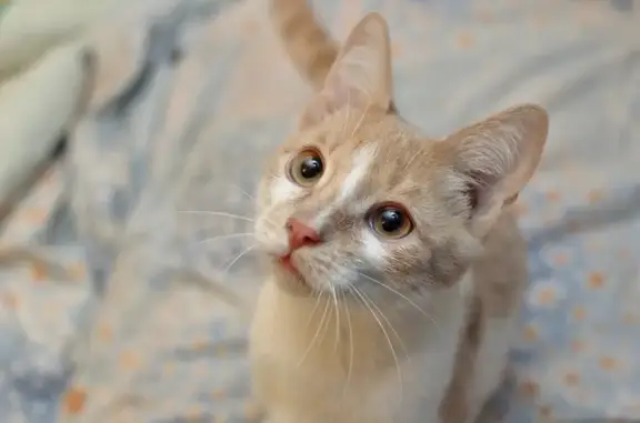 Кошки потеряшки, Ярославль, фото: Потеряшка кошка на ул. Слепнева, Ярославль