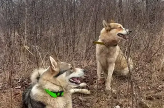 Пропали 2 собаки породы западносибирская лайка в Волгоградской области, вознаграждение!