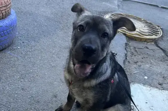 Собака найдена на улице Чехова, 339 в Таганроге