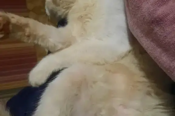 Найдена белая кошка на Новой улице, 17 в Серпухове