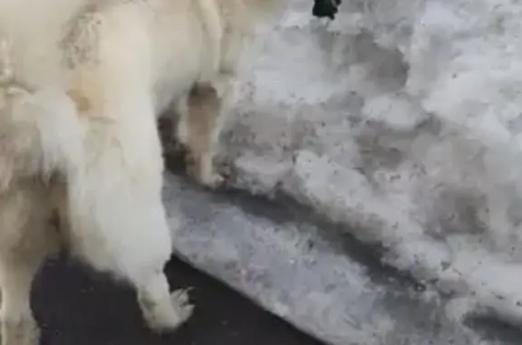 Найдена собака на ул. Сафиуллина, 31, Казань