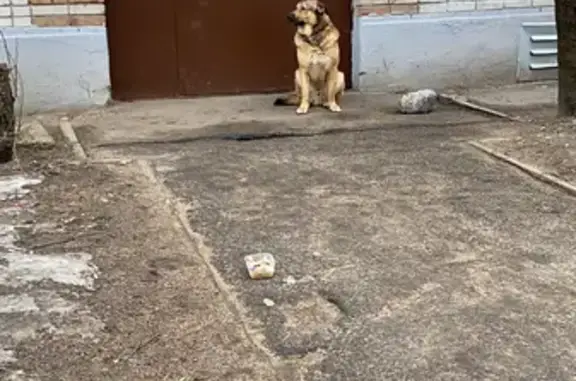 Собака найдена на Железнодорожной улице, 50, Пушкин.