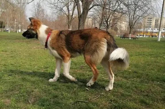 Стерилизованная собака ищет дом на улице Зорге, Ростов-на-Дону.
