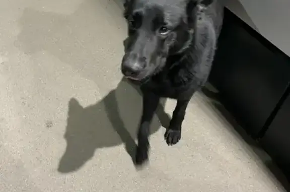 Найден черный пес в районе Магнита (ул. Гагарина/ул. Космическая)