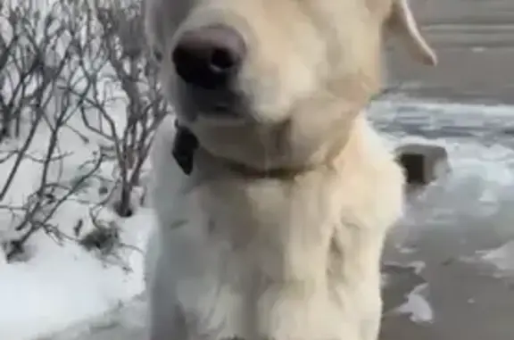Собака Кобель найдена на Московской улице, Беляниново.