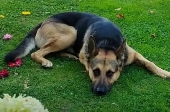 Пропала собака в Михнево: ищем метиса немецкой овчарки 