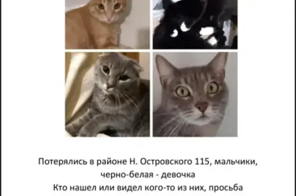 Пропали 4 котика, ул. Н. Островского 115, Астрахань